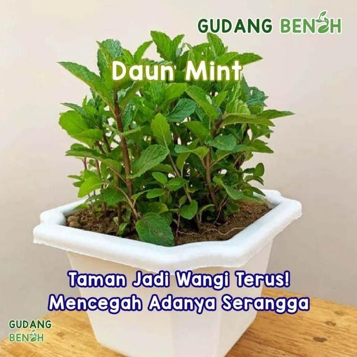 

Terlaris Best Bibit Tan Daun Mint Hh Quality Isi 500 Benih Terima Kasih