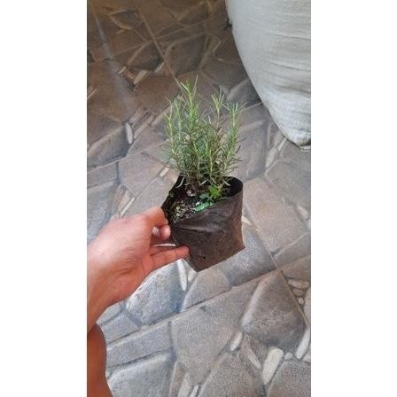 

Terlaris Bibit Tanaman Herbal Rosemary...Tanaman Beraroma Khas Ro Xfyrlj 8185Om