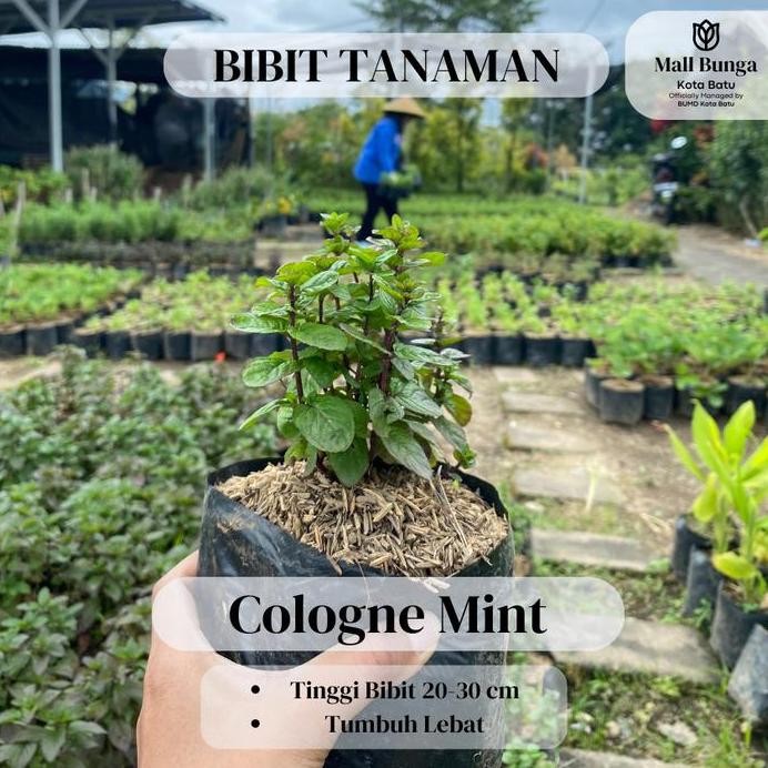 

Terlaris Bibit Daun Mint - Tanaman Herbal Cologne Mint Siap Tanam Tinggi 20-30 Cm