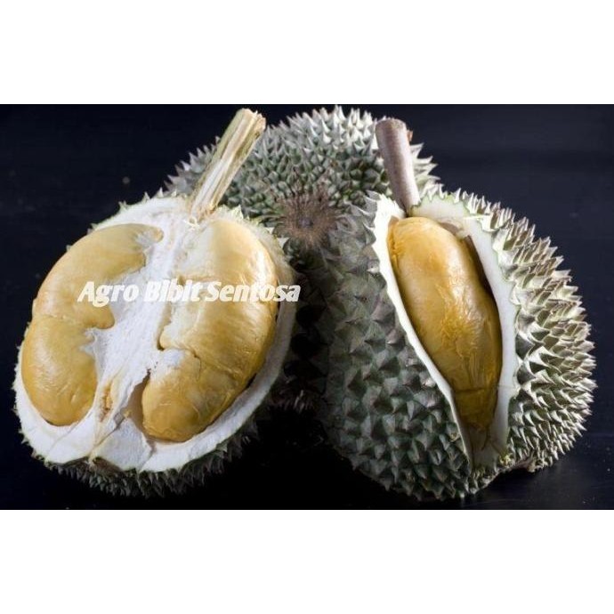 

Terlaris Bibit Durian Duri Hitam / Bibit Buah / Tanaman