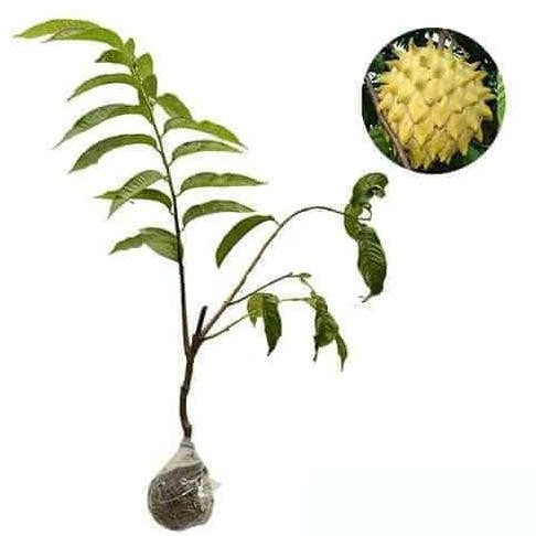 Terlaris Bibit Tanaman Buah Biriba /Srikaya Nanas/Srikaya Durian Berkualitas