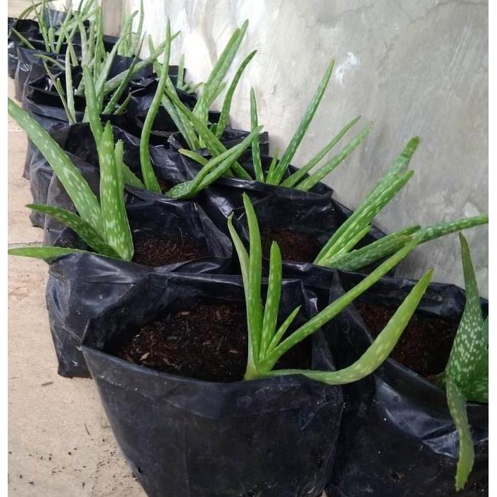 

Terlaris Bibit Tanaman Lidah Buaya / Aloervera / Ukuran Kecil,Sedang, Besar