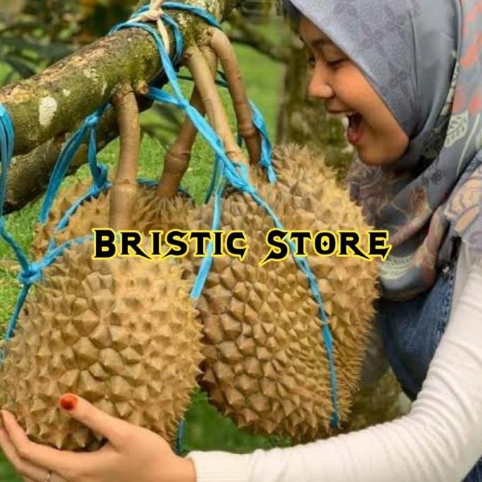 

Terlaris Bibit Tanaman Buah Durian Bawor Kaki 3 Genjah Okulasi Berkualitas