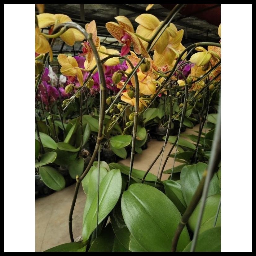 ANGGREK BULAN JUMBO PASCA BUNGA