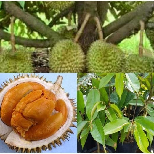 

Terlaris Bibit Durian Ochee Duri Hitam