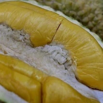 

Terlaris Bibit Durian Musang King