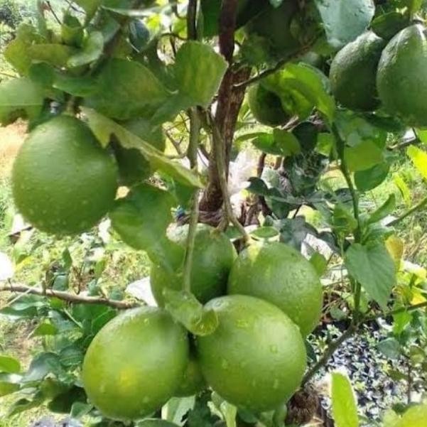 

Terlaris Bibit Tanaman Buah Jeruk Nipis/Jeruk Peras.