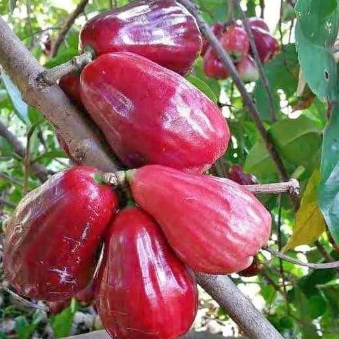 

Terlaris Bibit Jambu Jamaika Super Genjah