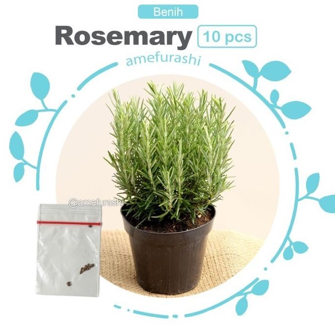 

Terlaris Bibit / Benih / Seeds Herb Rosemary Herbal Wangi Dan Harum Diskon