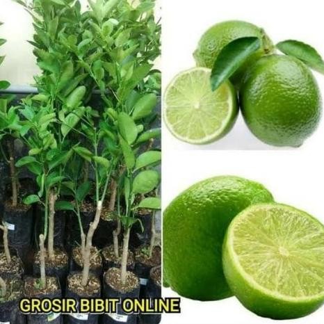 

Terlaris Bibit Tanaman Buah Jeruk Nipis Jumbo Siap Berbuah / Pohon Jeruk Nipis Tob