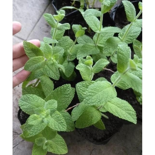 

Terlaris Bibit Daun Mint Tanaman Herbal Kaya Akan Manfaat Pchmoe 9905Sf