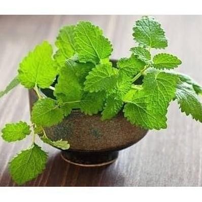 

Terlaris Bibit / Benih Biji Tanaman Herbal Daun Mint Spearmint Isi 100 Biji