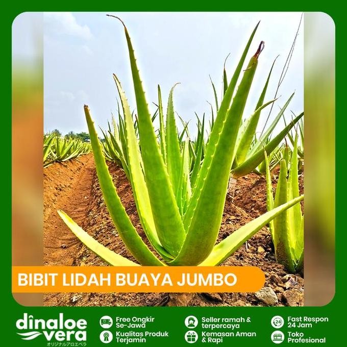 

Terlaris Bibit Lidah Buaya Super Jumbo Chinensis Uk. Besar 30-40 Cm