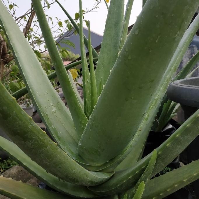 

Terlaris Bibit Tanaman Lidah Buaya Jumbo - Aloe Vera Pontianak Jumbo