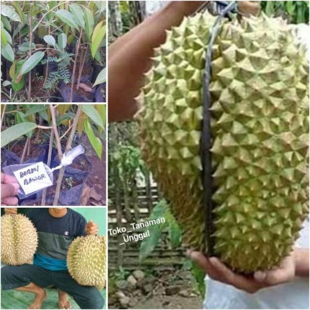 

Terlaris Bibit Durian Bawor (Bisa Request 80Cm-1 Meter) Ranting Banyak