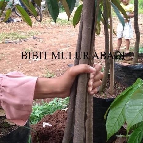 

Terlaris Promo Bibit Durian Musang King 2 M Kaki 3 Siap Buah