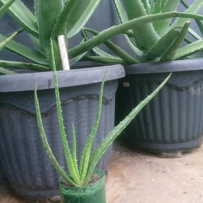 

Terlaris #Bibit Lidah Buaya Besar Kalimantan