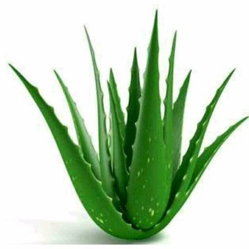 

Terlaris Bibit Tanaman Herbal 3 Bibit Aloevera - Lidah Buaya