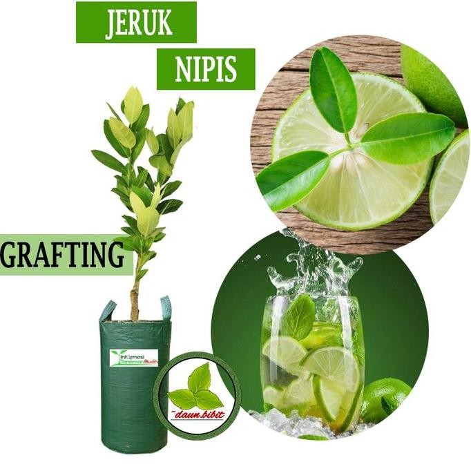 

Terlaris Bibit Jeruk Nipis Hasil Grafting