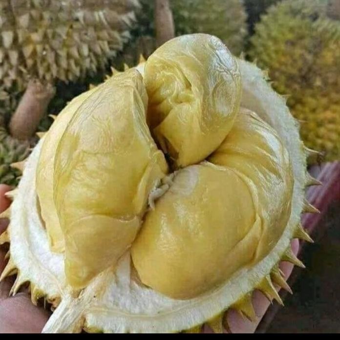 

Terlaris Bibit Durian Montong Kaki 1 Unggulan