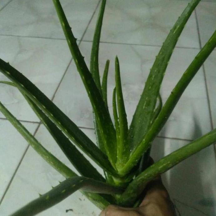 

Terlaris Tanaman Lidah Buaya Bibit