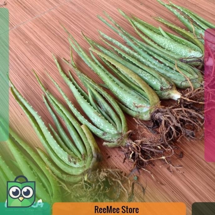 

Terlaris Bibit Tanaman Lidah Buaya Jumbo Pontianak