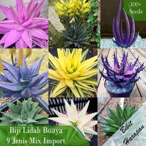 

Terlaris Benih Bibit Biji Lidah Buaya Aloe Vera 9 Jenis Mix Import 100 Butir