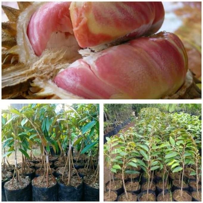 

Terlaris Bibit Buah Durian Jenis Pelangi - Pohon Durian Unggul Super Mmmm