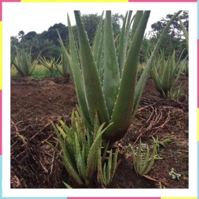 

Terlaris Jual Bibit Lidah Buaya Jumbo Beli 5 Bonus 1 Berkualitas