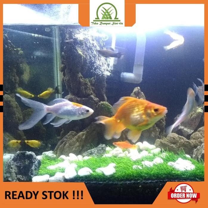 Terlaris Rumput Sintetis Aquarium 60X40Cm Rumput Sintetis Aquascape Tebal 3 Cm Rumput Platik Aquariu