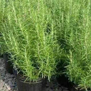 

Terlaris Bibit Rosemary