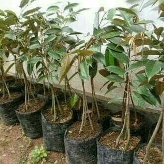 

Terlaris Bibit Buah Durian Sitokong Kaki 3