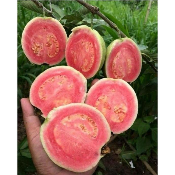 

Terlaris Bibit Jambu Biji Getas Merah-Bibit Jambu Getas Merah-Bibit Cangkok/Sambung