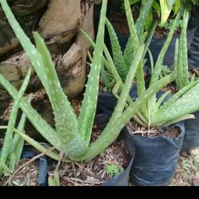 

Terlaris Bibit Lidah Buaya Aloevera / Tanaman Hias Lidah Buaya / Pohon Herbal