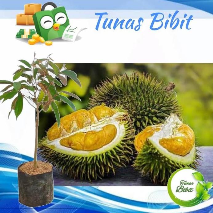 

Terlaris Paket 3 Bibit Durian Petrok Original