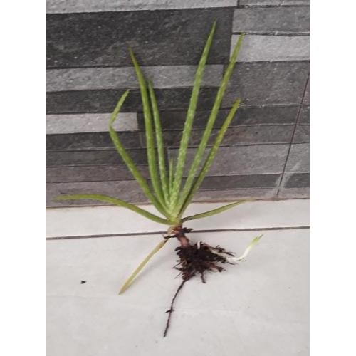 

Terlaris Bibit Lidah Buaya