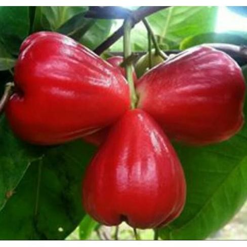 

Terlaris Bibit Buah Jambu Air Red Maroon Okulasi Premium Cepat Berbuah