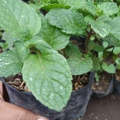 

Terlaris Bibit Tanaman Mint Daun Peppermint Daun Mint