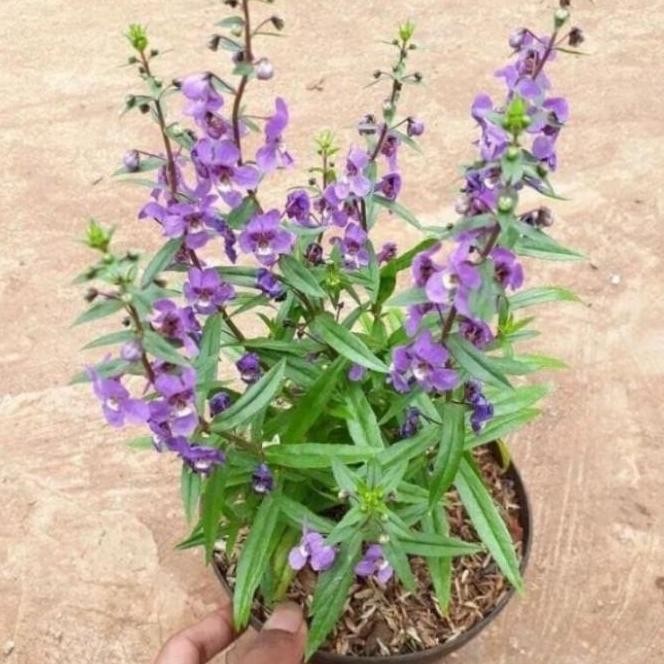 

Terlaris ( Bisa Cod ) Paket 3 Tanaman Anti Nyamuk Rosemary, Lavender, Zodia / Tanaman Hias Pengusir Nyamuk Bibit Tanaman Anti Nyamuk