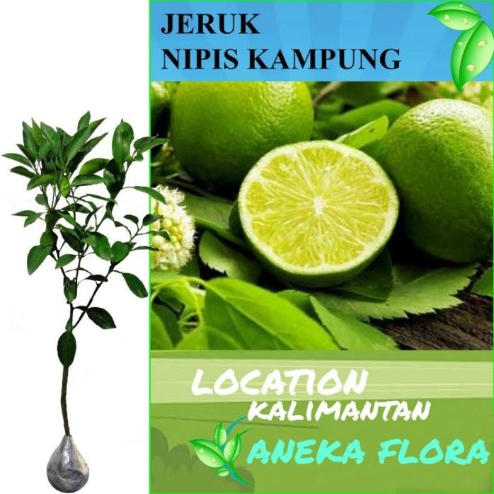 

Terlaris Bibit Tanaman Jeruk Nipis Kampung (50-70Cm)