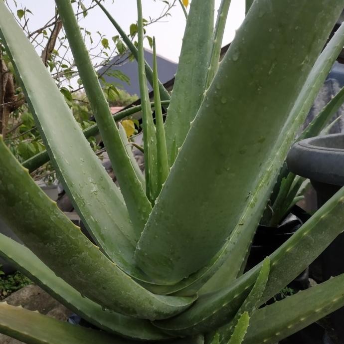 

Terlaris Bibit Lidah Buaya Jumbo/Aloe Vera Pontianak