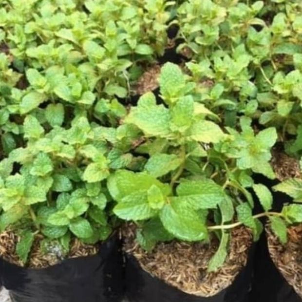 

Terlaris Harga Promo Pohon Mint - Bibit Tanaman Pohon Daun Pepermint / Daun