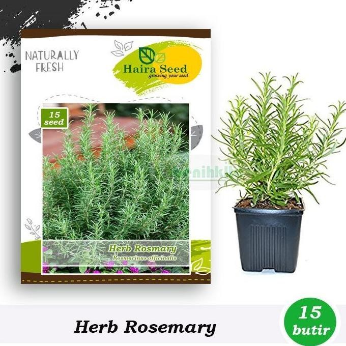 

Terlaris Tkst - Benih-Bibit Herba Rosemary (Haira Seed)