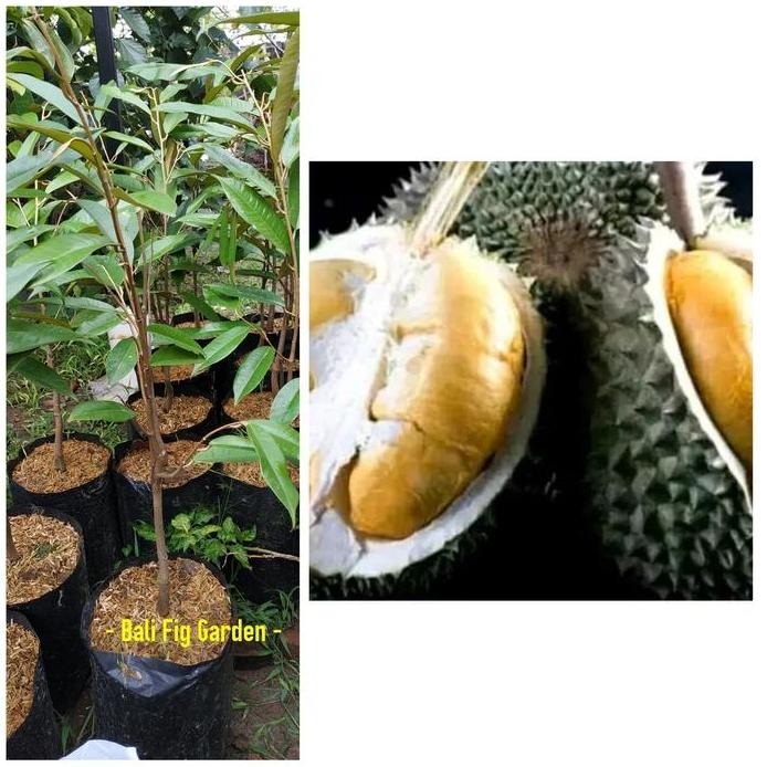 

Terlaris Bibit Durian Duri Hitam