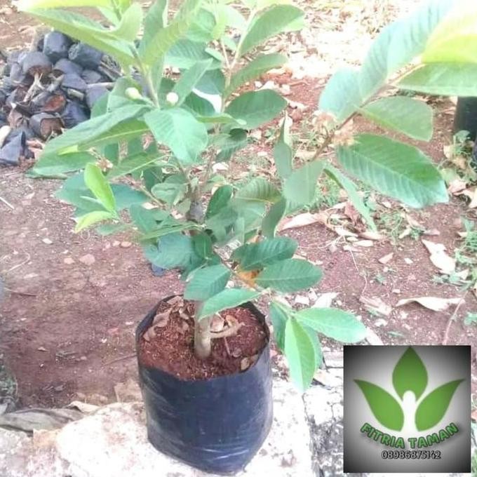 

Terlaris Bibit Jambu Crystal - Jambu Tanpa Biji/Tabulampot/Jambu
