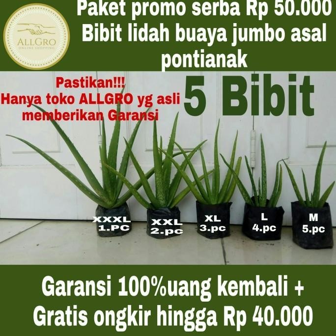 

Terlaris Bibit Lidah Buaya Jumbo Pontianak