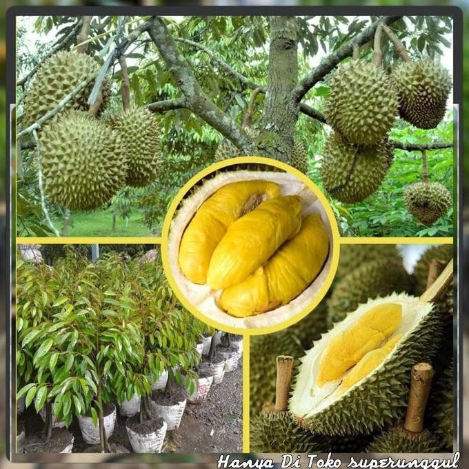 

Terlaris Bibit Durian Monthong Super