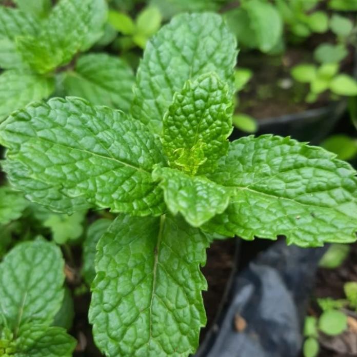 

Terlaris Bibit Daun Mint Herbal Plant Tanaman Hidup
