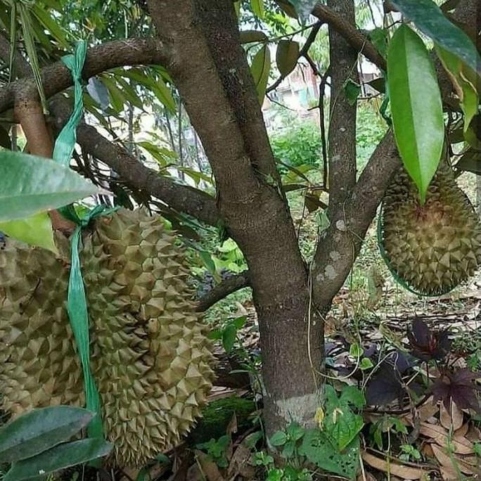 

Terlaris Bibit Durian Bawor Super Genjah Okulasi