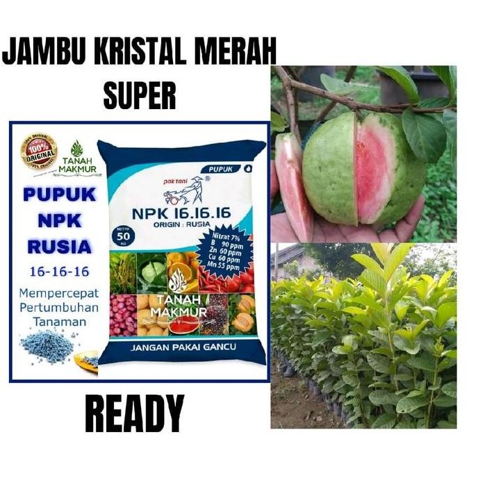 

Terlaris Pupuk Pemercepat Bibit (Jambu Kristal)